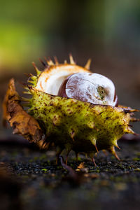 Close-up of horse chestnut in shell in autumn 