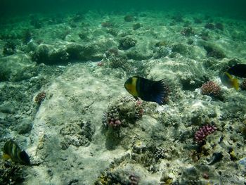 Fish swimming in sea