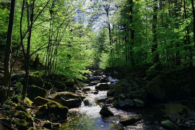 Stream flowing through forest