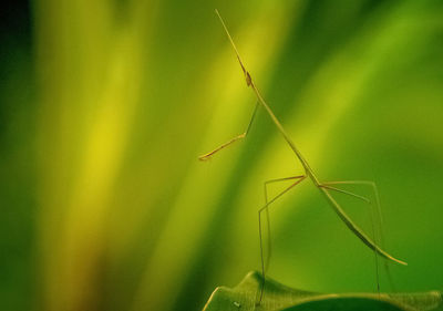 Close-up of insect on plant