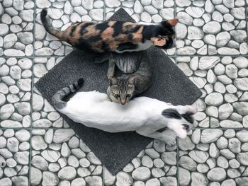High angle view of cat on pebbles