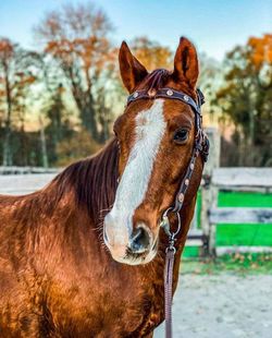 Portrait of horse in ranch