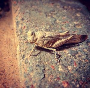 High angle view of insect on rock