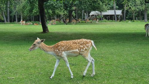 Deer in a field