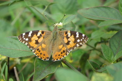 Close-up of butterfly pollinating flower