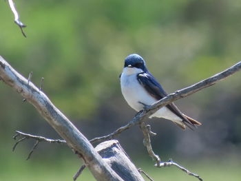 Close-up of bird perching on branch