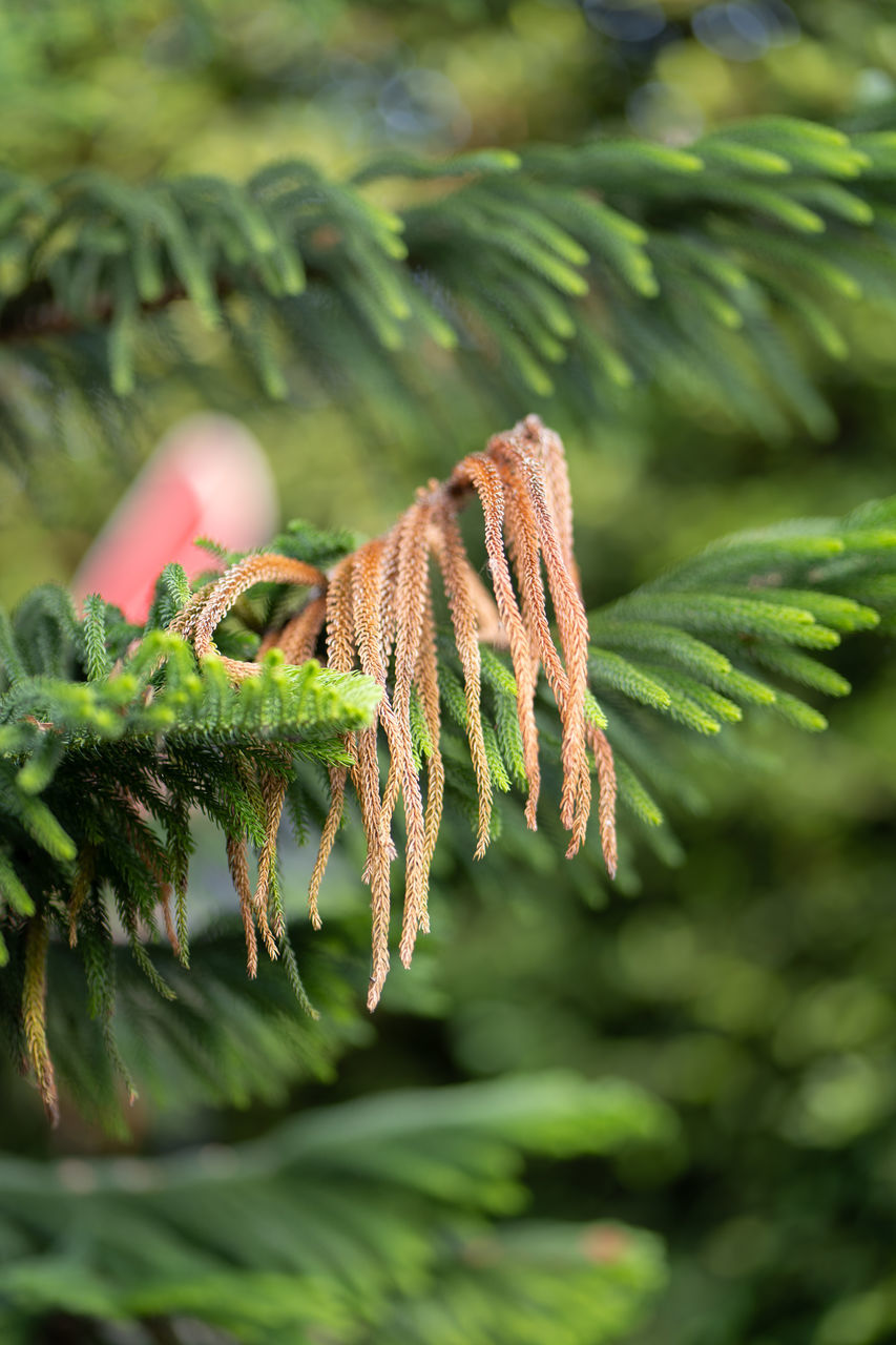 tree, plant, green, branch, nature, leaf, coniferous tree, pinaceae, pine tree, no people, flower, plant part, spruce, close-up, forest, macro photography, beauty in nature, growth, fir, outdoors, day, focus on foreground, environment, shrub, selective focus, grass, rainforest, ferns and horsetails, animal, jungle, land, fern, animal wildlife, animal themes