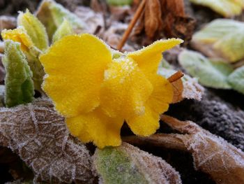 Close up of yellow flowers