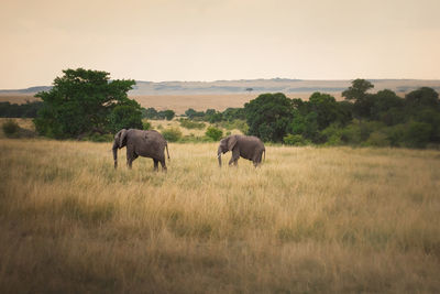 Elephants on field