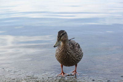 Close-up of a bird on the beach