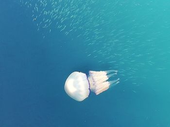 High angle view of jellyfish swimming in sea