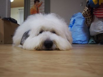 Dog sleeping on bed