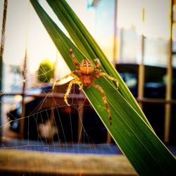 Close-up of spider on web