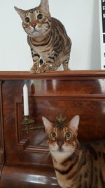 Portrait of kitten sitting at home