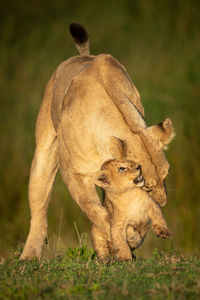 Lioness stands play fighting with young cub