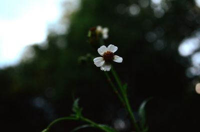 Close-up of insect on flower