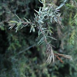 Close-up of plant against blurred background