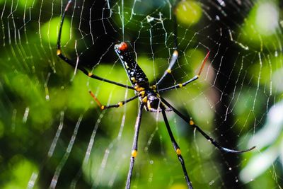 Close-up of spider on web