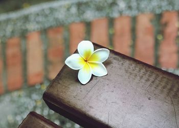 Close-up of white flower against wall