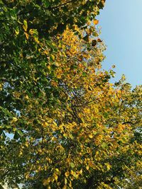 Low angle view of tree against clear sky