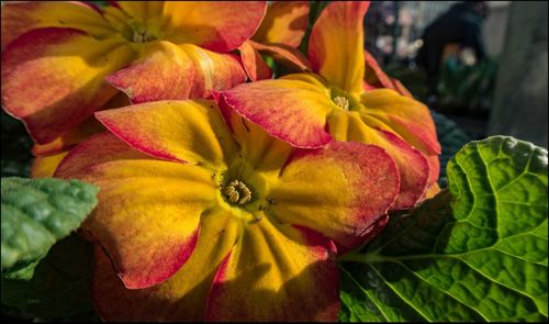 Close-up of yellow flowers