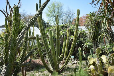 Close-up of succulent plants on field against sky