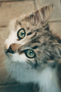 Close-up portrait of a cat