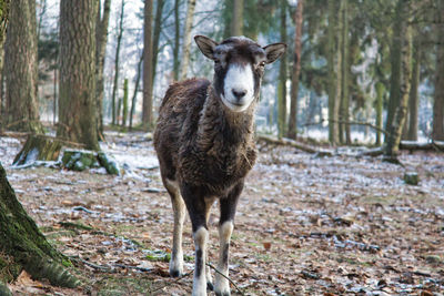 Portrait of an animal