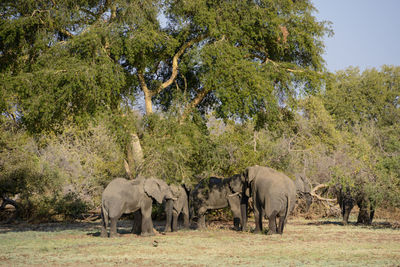 View of elephant in sunlight