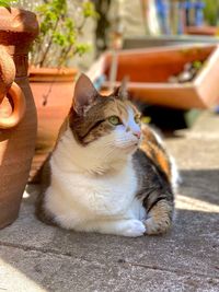 High angle view of cat looking away while sitting on footpath
