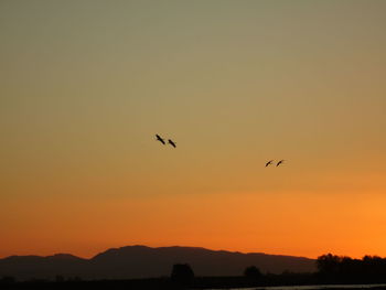 Silhouette of birds flying over landscape