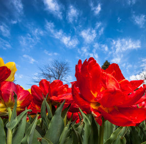 Close-up of red tulips against blue sky