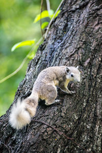 Close-up of squirrel on tree trunk