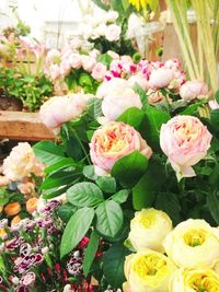 Close-up of pink rose blooming