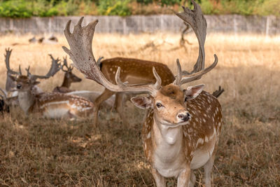animal