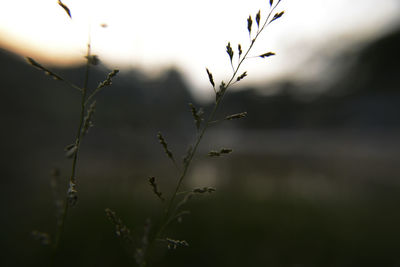 Close-up of fresh plant