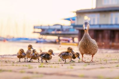 Flock of birds