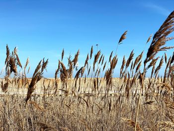 View of stalks in field against clear blue sky