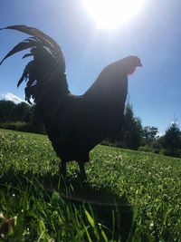 View of bird on field against sky