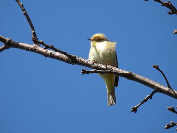 Low angle view of bird perching on branch against blue sky