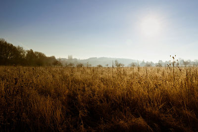 Scenic view of field against clear sky