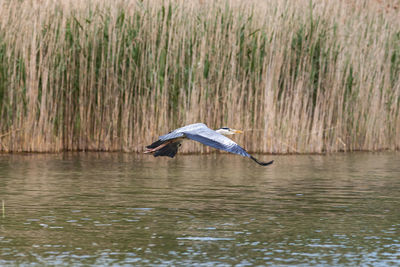 High angle view of gray heron flying over water