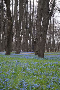 Scenic view of flowering trees in forest