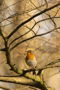 Close-up of bird perching on branch