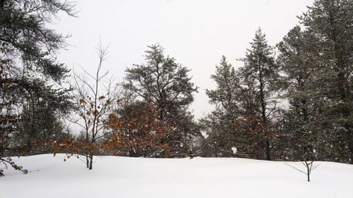 Trees on snow covered landscape against sky