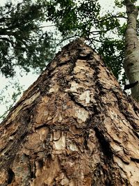 Low angle view of tree trunk