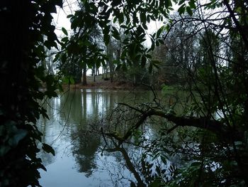 Reflection of trees in water