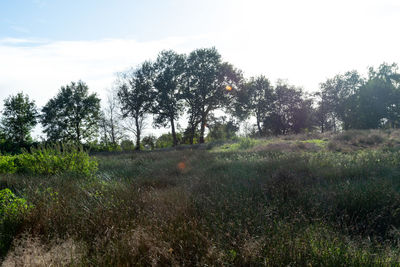 Trees on field against sky