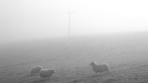 Sheep on field in foggy weather