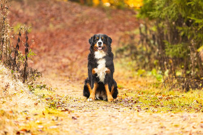 Portrait of dog standing on land